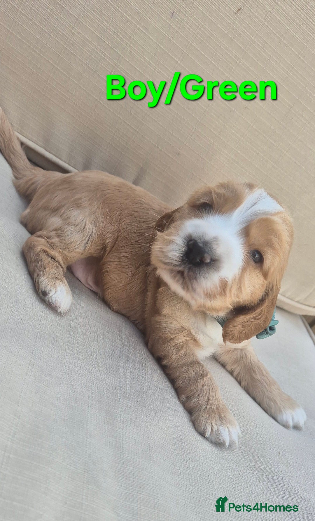 Cocker Spaniel dogs for sale: 🐶 Cocker spaniel Show-type Puppies - Image 2