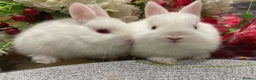 Netherland Dwarf rabbits for sale: Netherland Dwarf Bunnies  - Advert 4