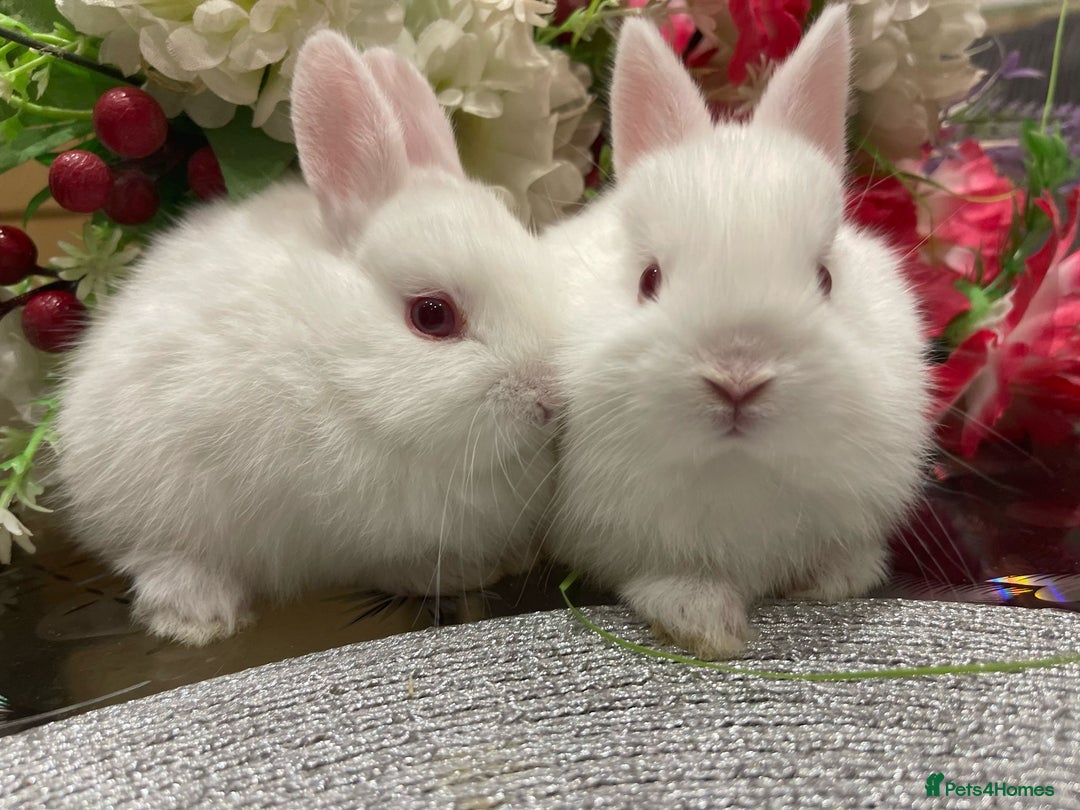 Netherland Dwarf rabbits for sale: Netherland Dwarf Bunnies  - Advert 4
