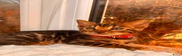 Bengal cats for sale: 💕 GORGEOUS PURE BENGAL KITTENS READY FOR HOMES!  - Advert 29