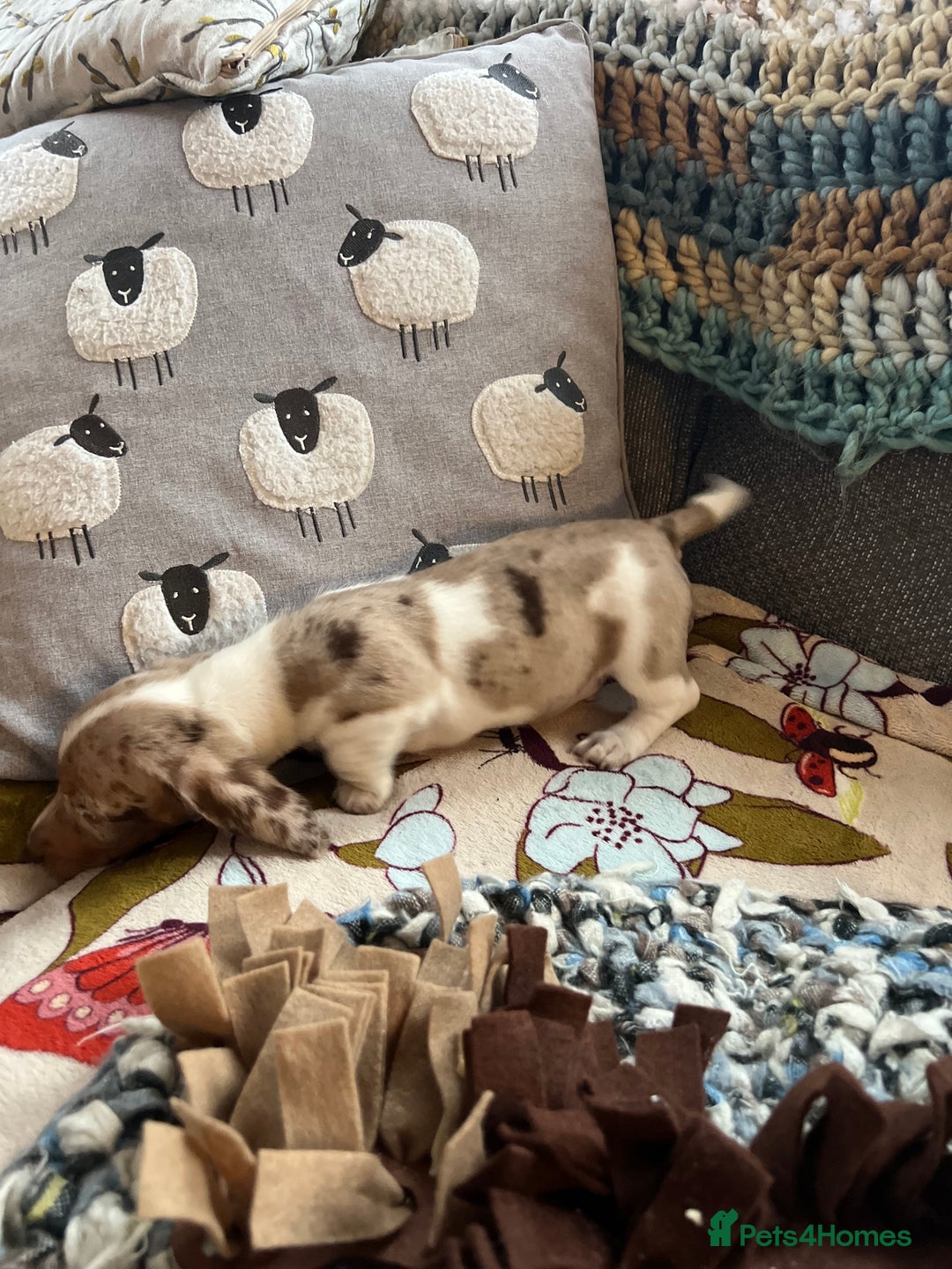 Miniature Dachshund dogs for sale: Miniature dachshund puppies short haired - Image 10