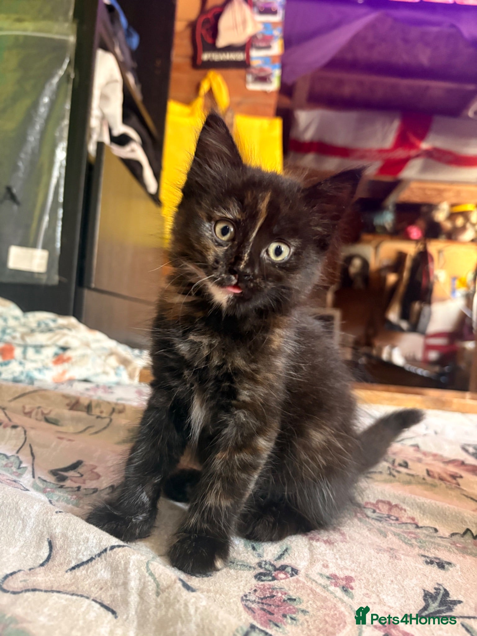 Domestic Shorthair cats Gorgeous kittens for sale - Advert 12