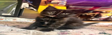 Domestic Shorthair 2