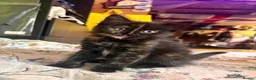 Domestic Shorthair cats for sale: Gorgeous kittens for sale - Advert 1