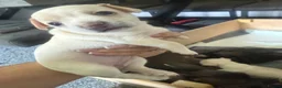 Mixed Breed dogs for sale: Bullhuahua (French Bulldog × Chihuahua) Puppies - Advert 12