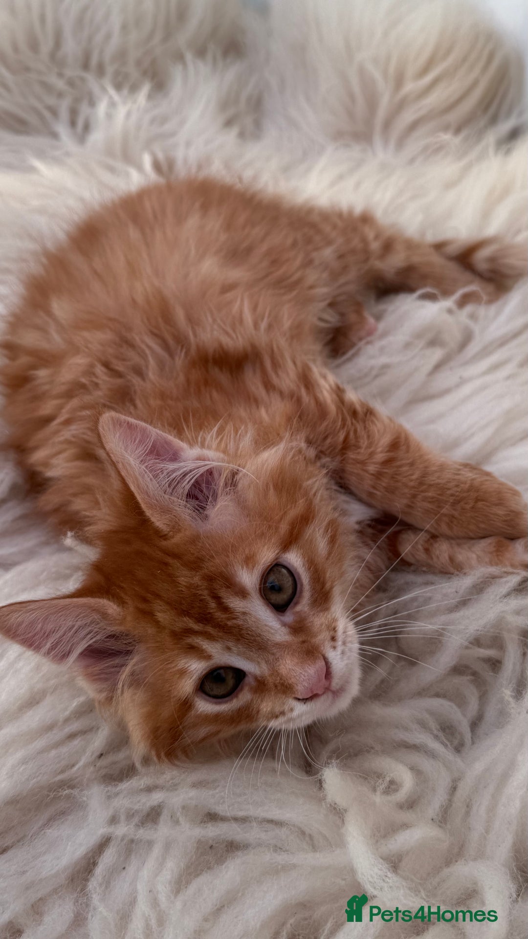 Maine Coon cats for sale: Last Two Gccf Maine Coons Boys Available - Advert 18