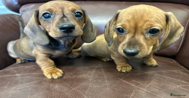 Miniature Dachshund dogs Happy healthy puppies  - Advert 14