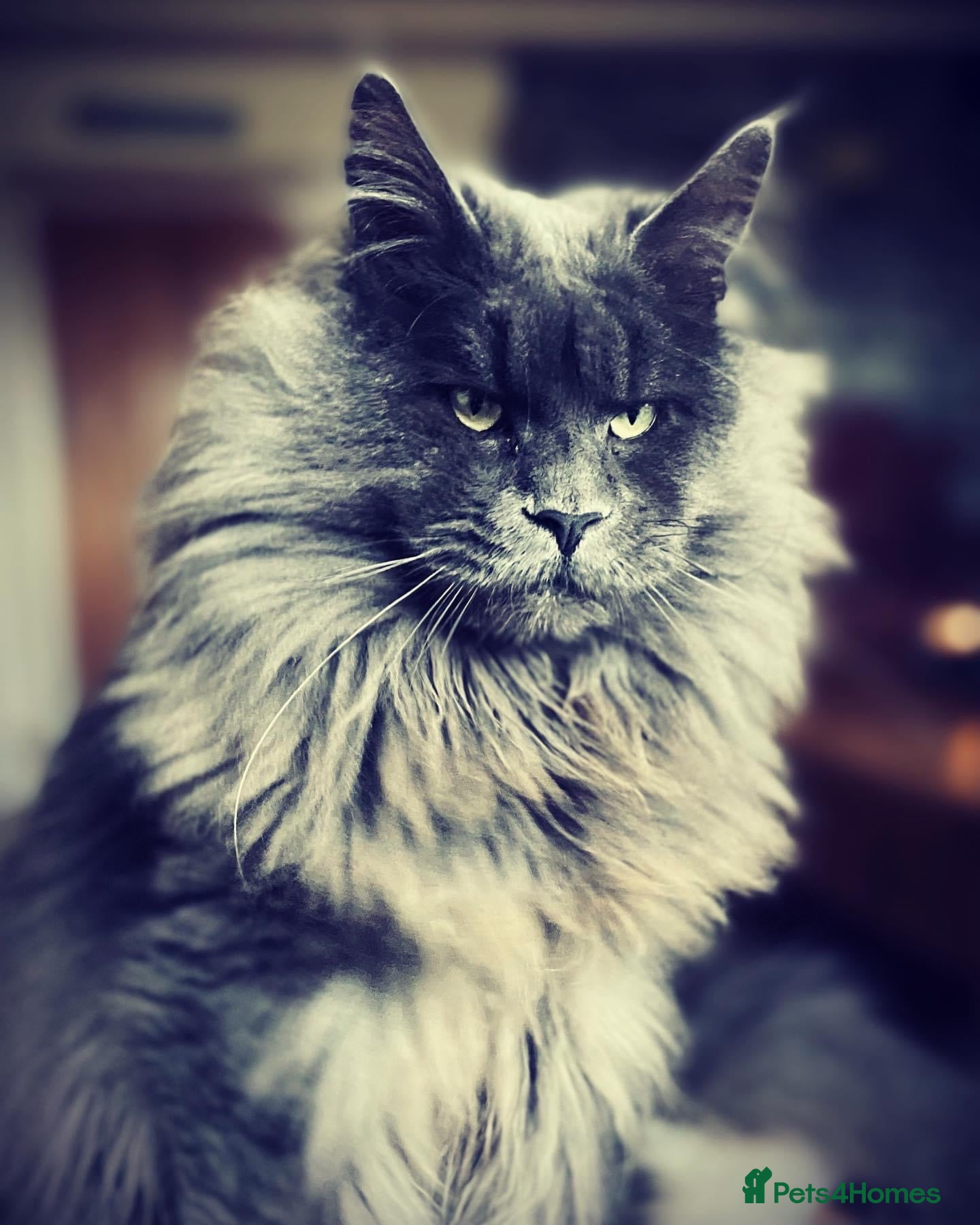 Maine Coon cats for sale: Riverbrue cattery (Active available) - Advert 5