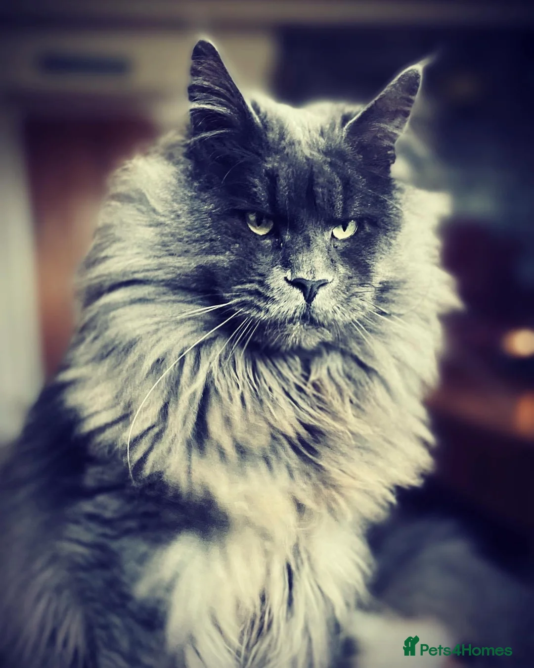 Maine Coon cats for sale: Riverbrue cattery (Active available) - Advert 1