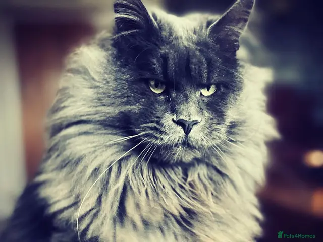 Maine Coon cats for sale: Riverbrue cattery (Active available) - Advert 4