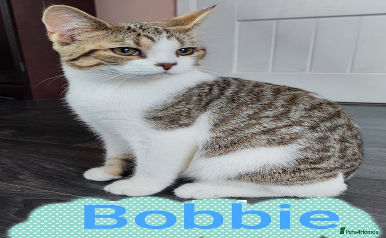 British Shorthair cats - Advert 3