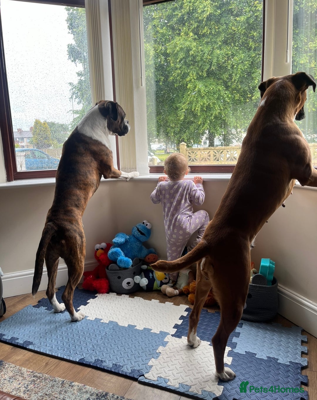 Boxer dogs for sale: POTENTIAL Re-home   - Image 6