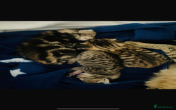 Domestic Shorthair cats for sale: 2 boys and 1 girl domestic shorthair kittens - Image 1