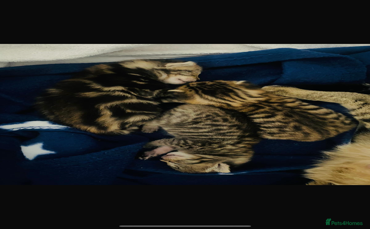 Domestic Shorthair cats - Advert 4