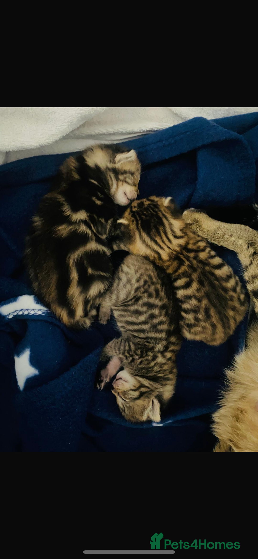 Domestic Shorthair cats for sale: 2 boys and 1 girl domestic shorthair kittens - Image 1