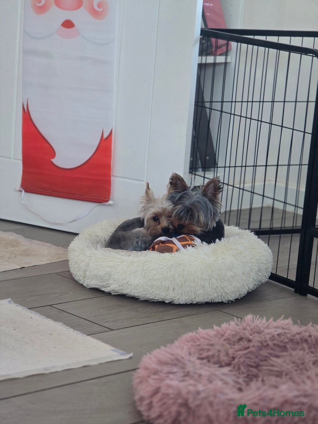 Yorkshire Terrier dogs for stud: Little yorkie boy for stud only  - Advert 7