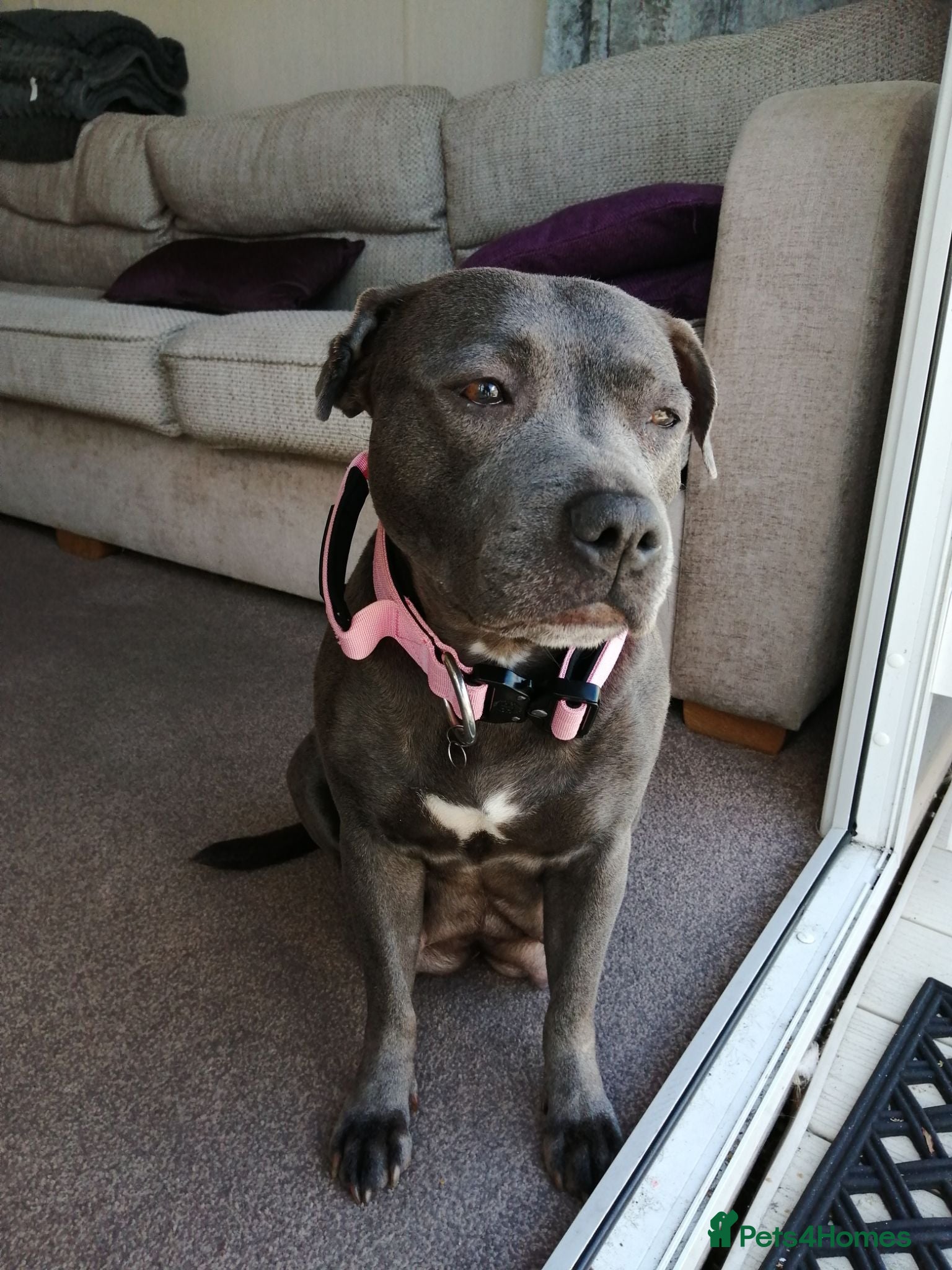 Staffordshire Bull Terrier dogs 3 Blue Staffordshire Bull Terrier males for sale - Advert 11