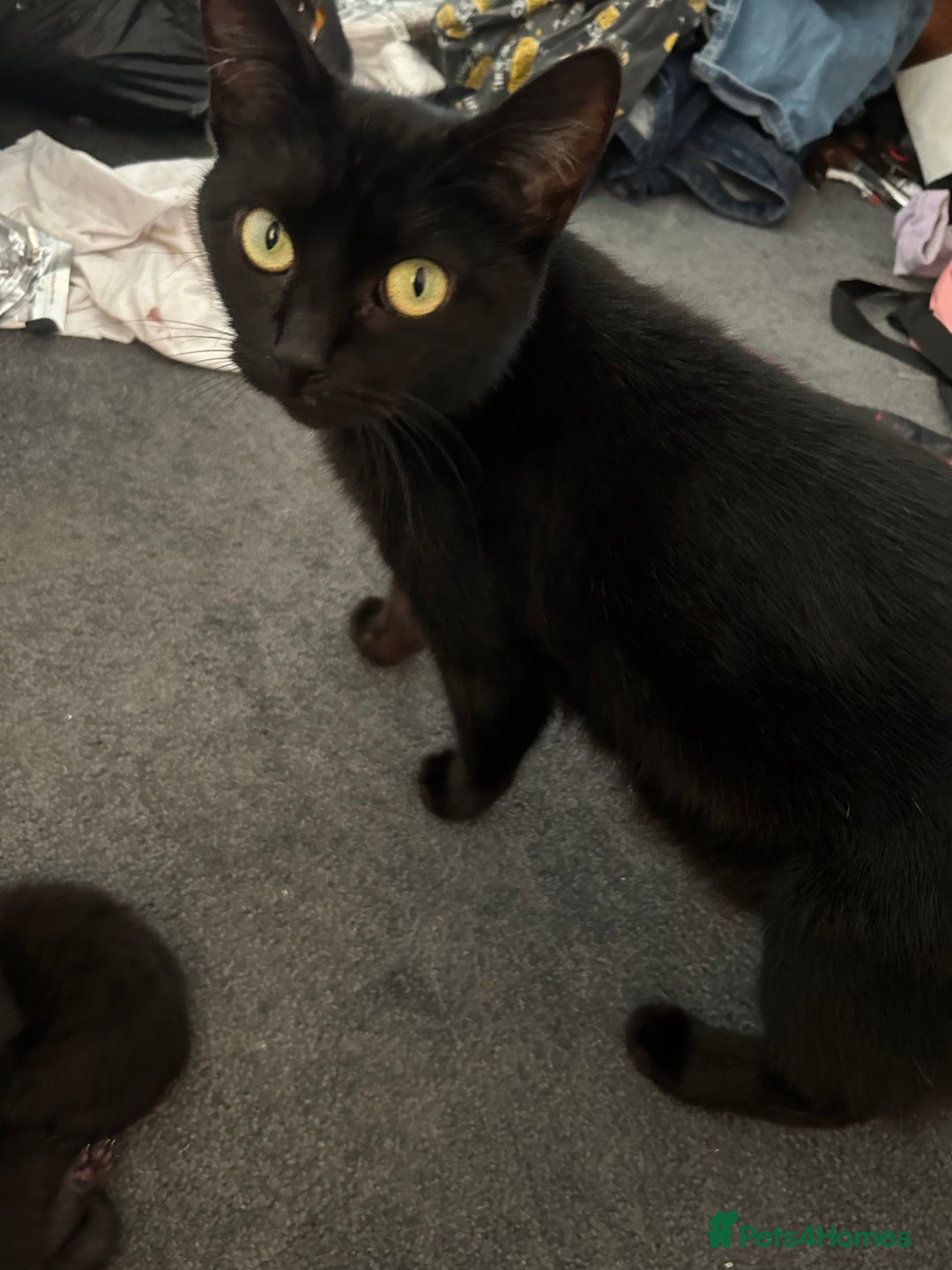 Mixed Breed cats for sale: Two beautiful playful kittens - Advert 5