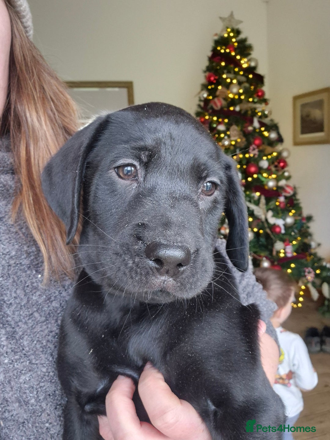 Labrador Retriever dogs for sale: 2 x KC Working Black Labrador Boys Available Now - Advert 7