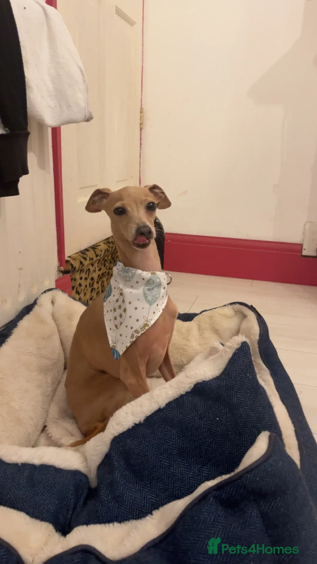 Italian Greyhound dogs for stud: Tiny stud with HUGE personality - Advert 2