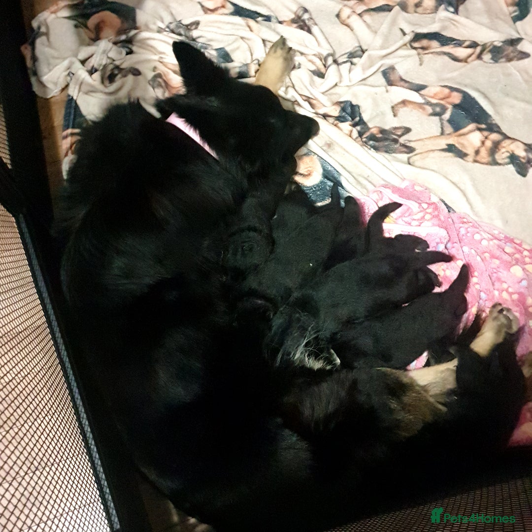 German Shepherd dogs for sale: German shepherd puppies  - Image 4