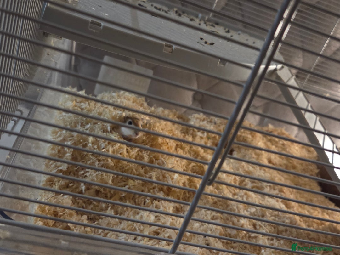 Gerbil rodents for sale: Free 2 male gerbils with enclosure - Advert 1
