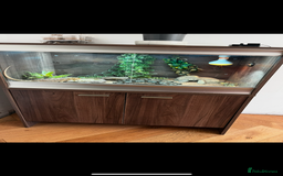 Bearded Dragon reptiles for sale: Bearded dragon - Image 1