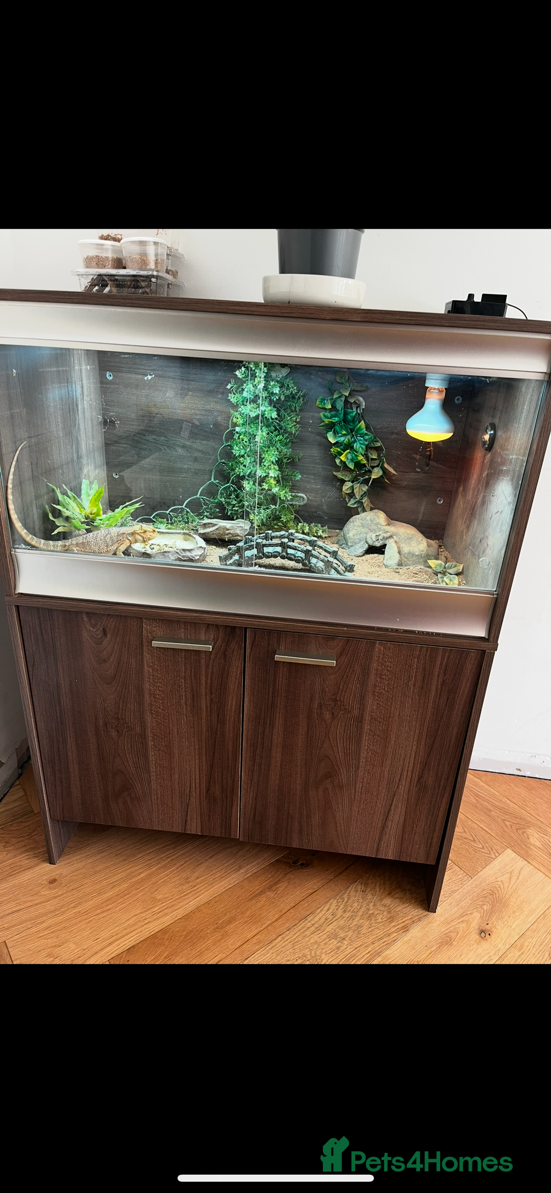 Bearded Dragon reptiles for sale: Bearded dragon - Image 1