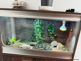 Bearded Dragon reptiles - Advert 1