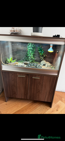 Bearded Dragon reptiles - Advert 1