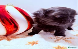 Shih Tzu dogs for sale: 3x Beautiful Pedigree Imperial Shih Tzu Girls - Advert 12