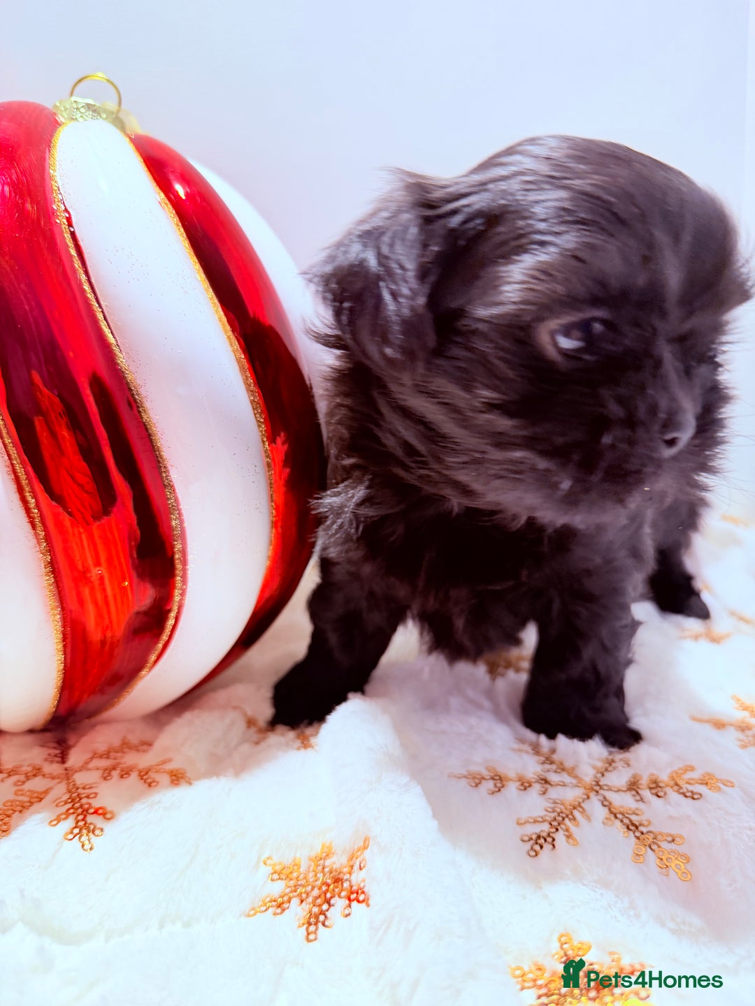 Shih Tzu dogs for sale: 3x Beautiful Pedigree Imperial Shih Tzu Girls - Advert 12