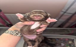 Chihuahua dogs for sale: Chocolate Girls Longhair Chihuahua  - Image 3
