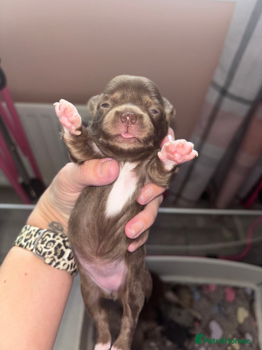 Chihuahua dogs for sale: Chocolate Girls Longhair Chihuahua  - Image 3