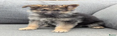 German Shepherd 1