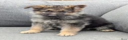 German Shepherd dogs for sale: Top quality german shepherd puppies - Advert 3