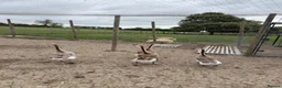 Geese poultry for sale: Hybrid Mixed Embden African Goslings Goose Chicks - Advert 5