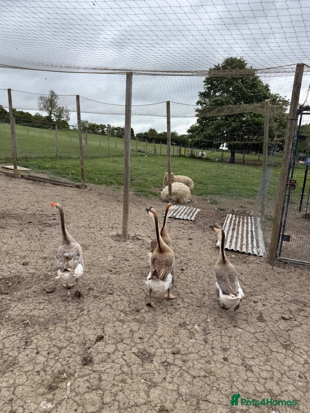Geese poultry for sale: Hybrid Mixed Embden African Goslings Goose Chicks - Advert 5