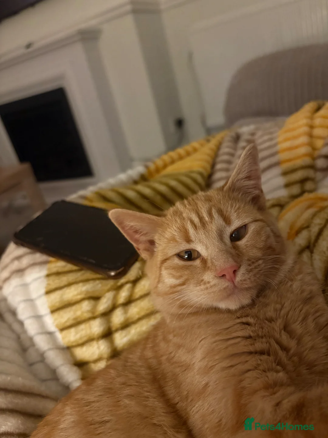 Mixed Breed cats for sale: Ginger boy for rehoming  in Portsmouth - Advert 9