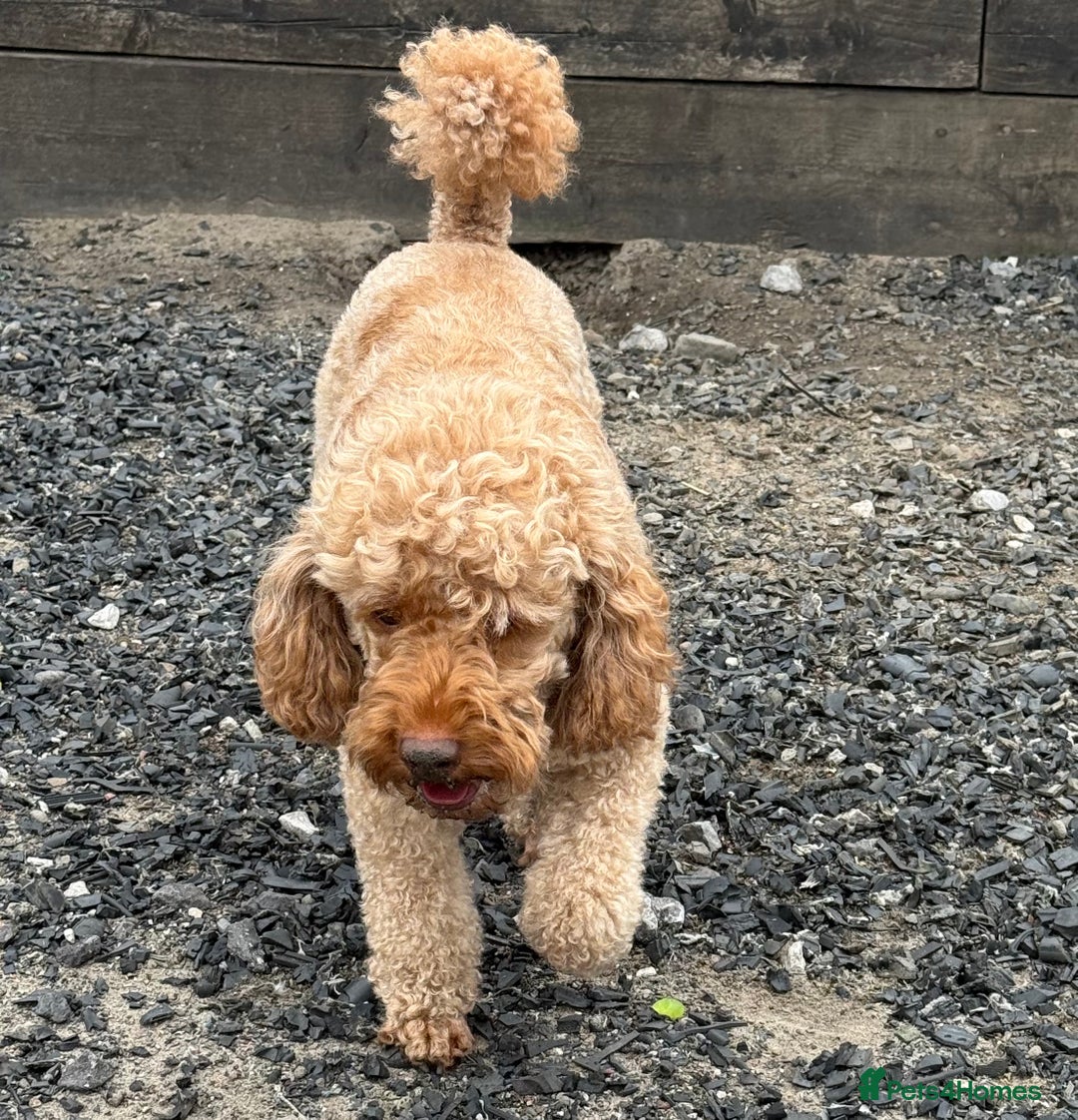 Miniature Poodle dogs for sale:    Red Miniature Poodle Boy - Image 4