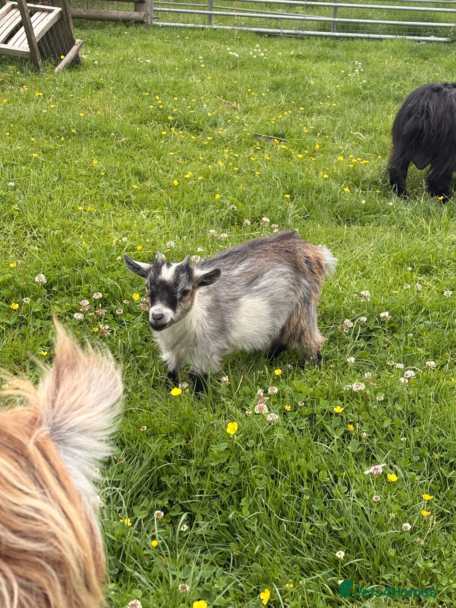 Goats livestock Pygmy goats  - Advert 1