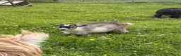 Goats livestock for sale: Pygmy goats  - Advert 2