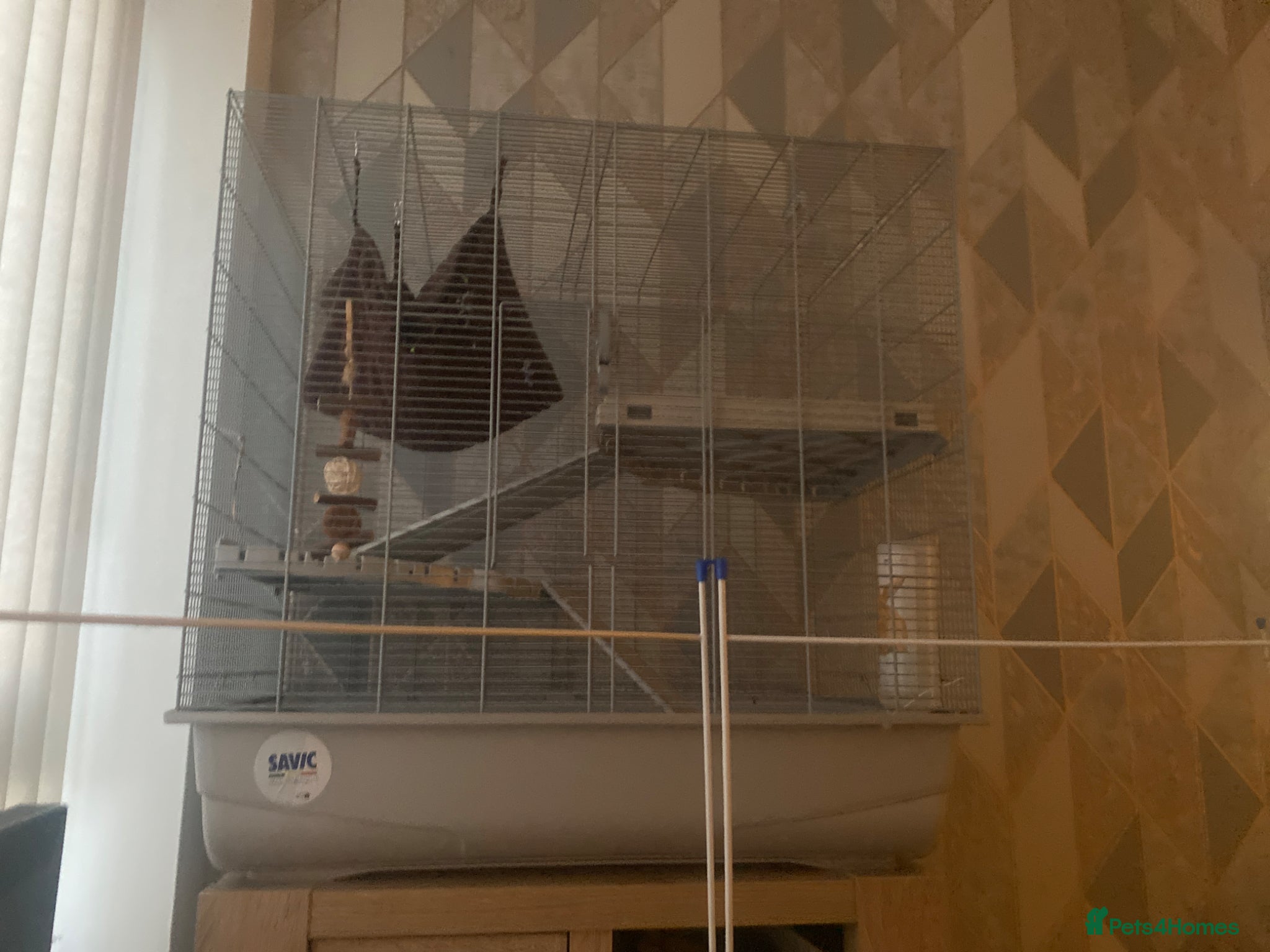 Rat rodents Rat needing URGENT rehoming  - Advert 1