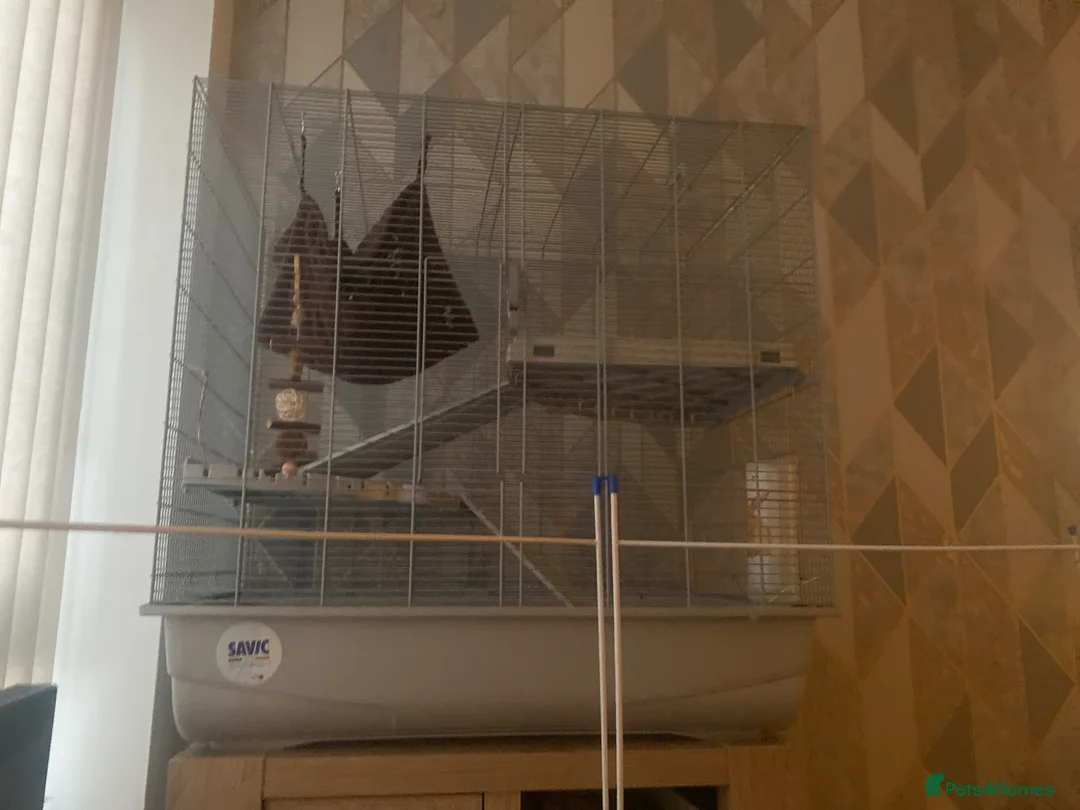 Rat rodents for sale: Rat needing URGENT rehoming  in Chorley - Advert 1