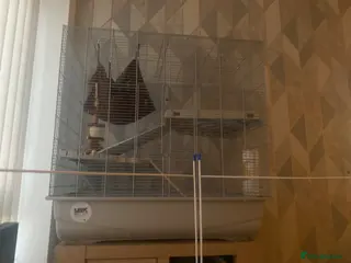 Rat rodents Rat needing URGENT rehoming - Advert 2