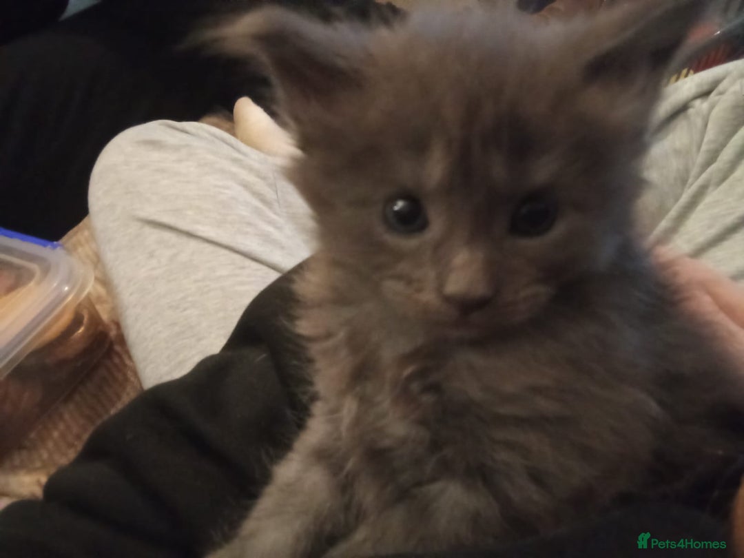 Maine Coon cats for sale: Beautiful Blue Maine Coon kittens - Advert 7