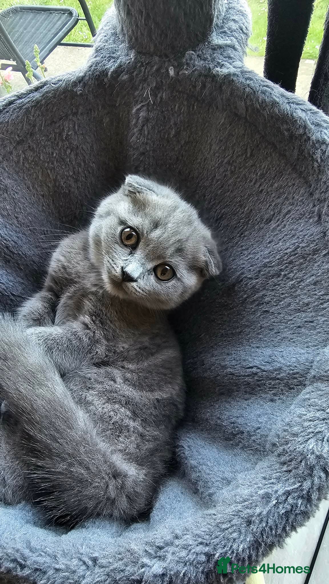 Scottish Fold cats Scottish fold - Advert 1