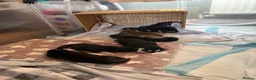 Siberian Husky dogs for sale: Adorable Siberian huskies  in Saint Helens - Advert 30