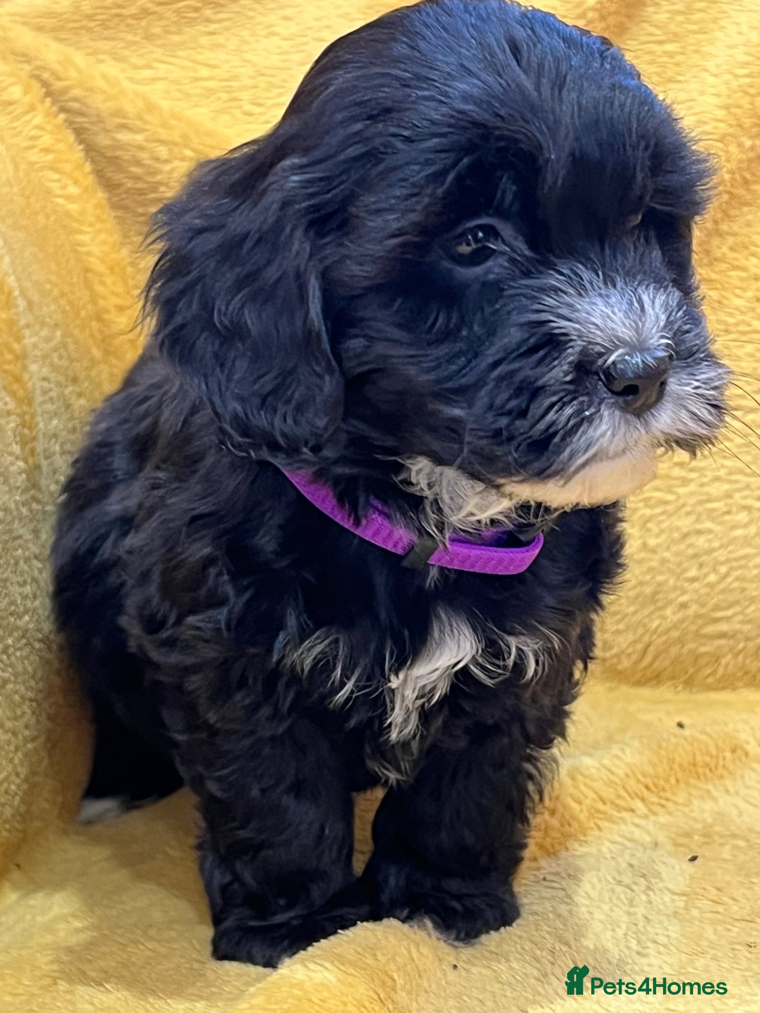 Cockapoo dogs Gorgeous Red and Golden Cockapoos  - Advert 2