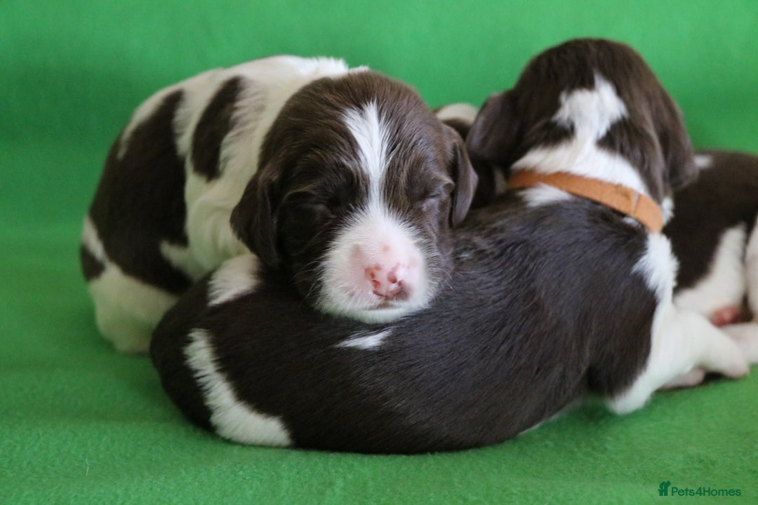 English Springer Spaniel dogs for sale: Health Tested English Springer Spaniel Puppies - Image 4